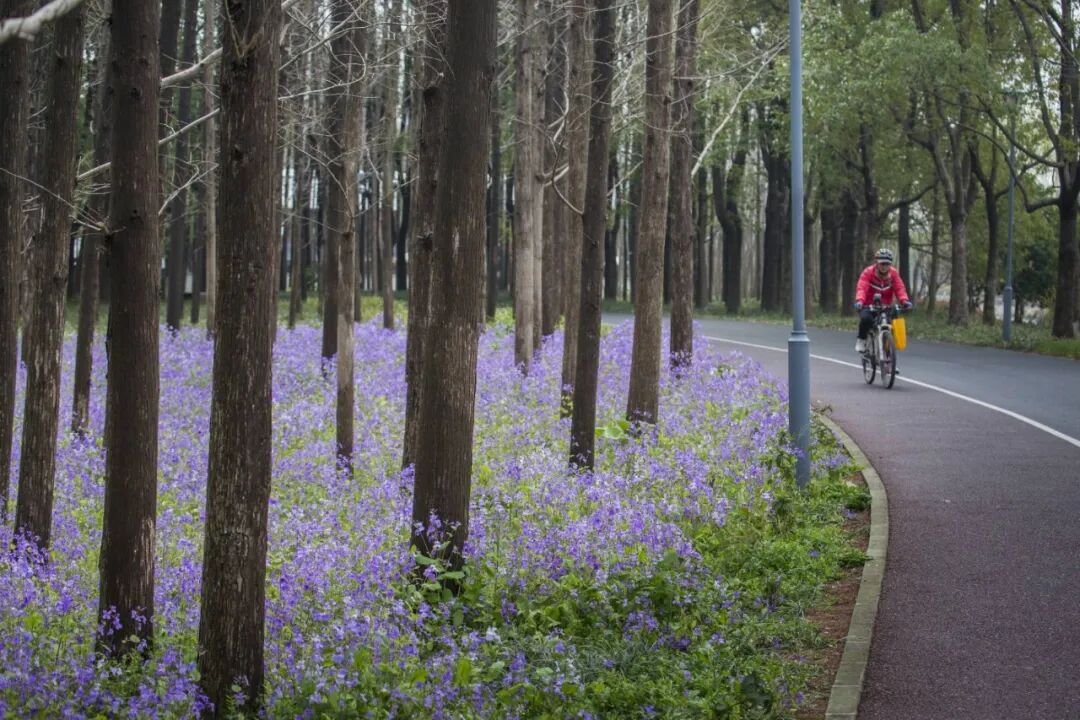 春日浪漫加载中……长宁的紫色浪漫上线