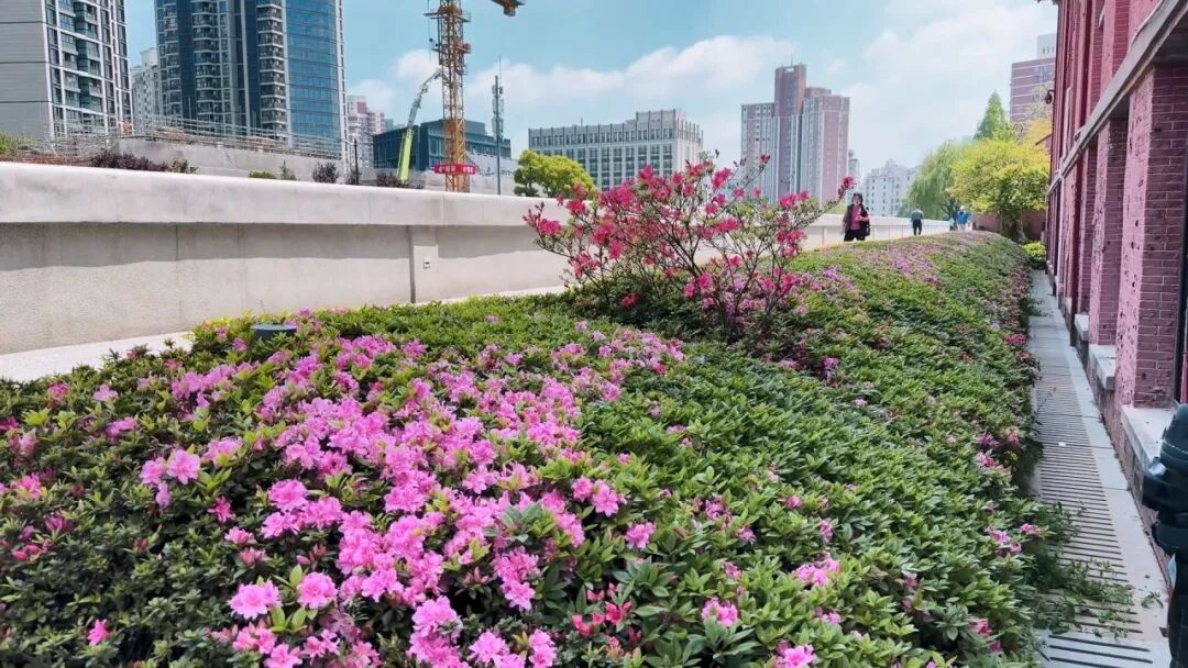 苏河步道华政段的杜鹃花海，美不胜收