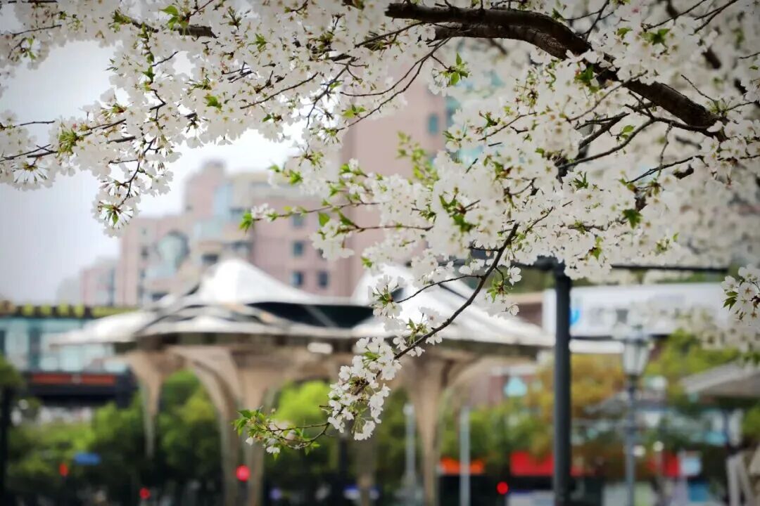 “樱”你而来！这份长宁赏樱地图，快收藏