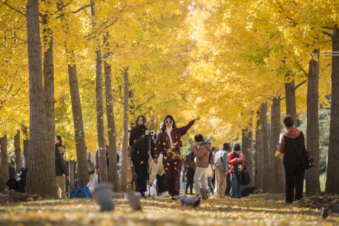 满城尽带“黄金甲”！长宁热门银杏打卡地实拍美图来了