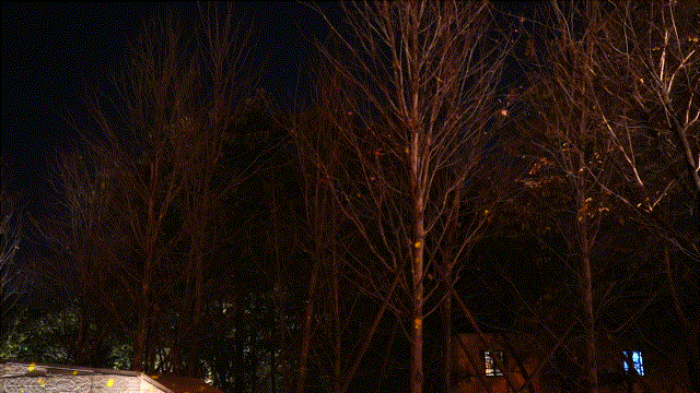 虹桥路5.gif