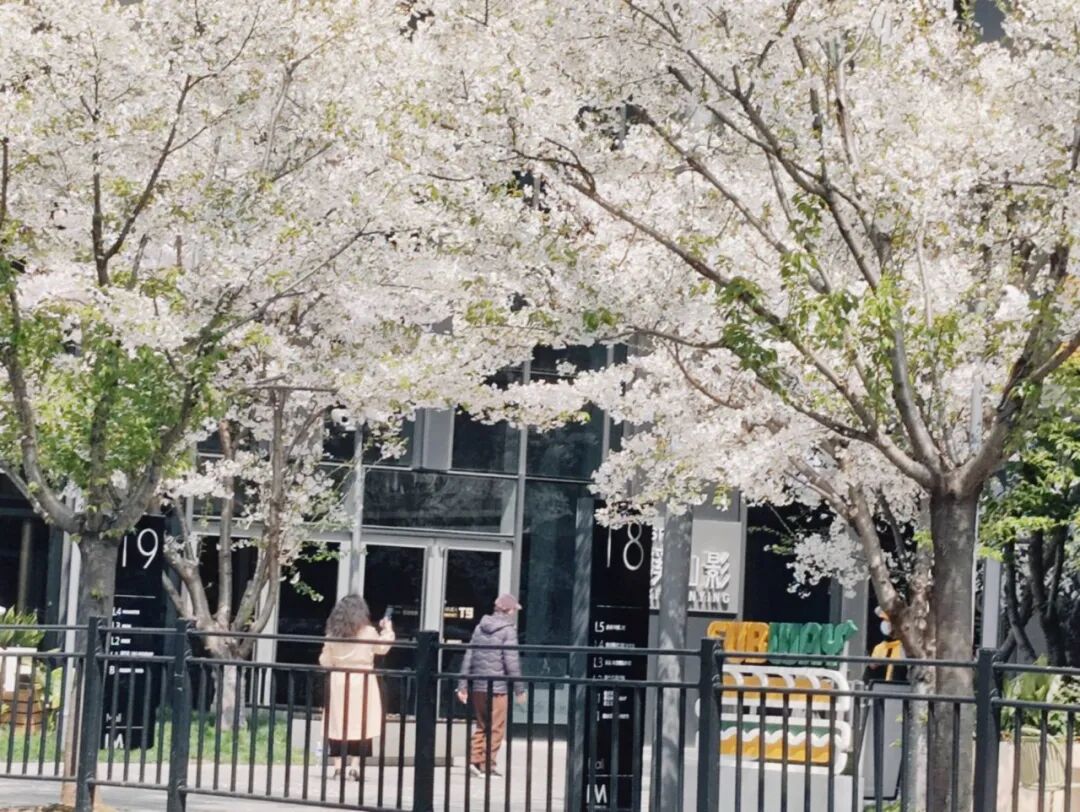 长宁这条樱花大道，进入盛花期