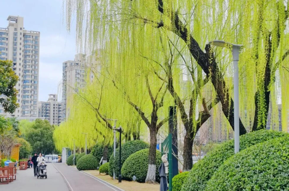 春日八大美事，长宁一站集齐