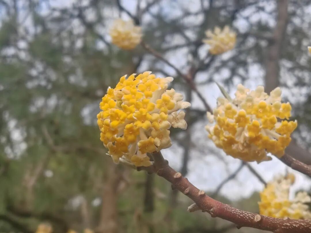 长宁的公园绿地里，这种能“打结”的树又开花了