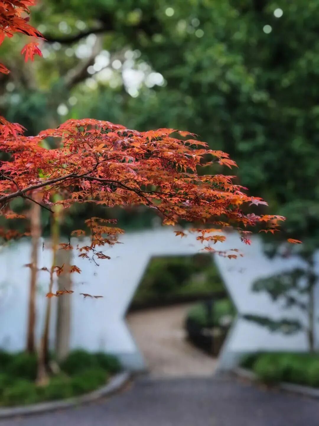 正值最佳观赏期！中山公园又“红”了