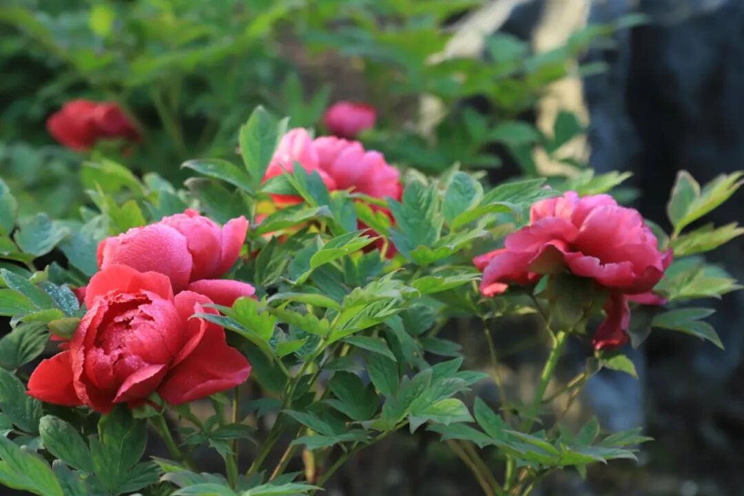 牡丹盛放！长宁两座公园赏花打卡正当时