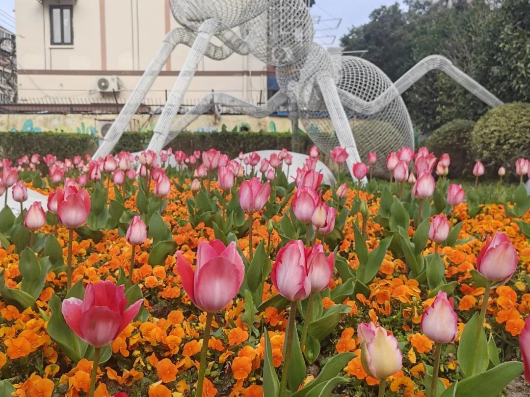 郁金香惊艳上线！长宁街头的春日美景藏不住了