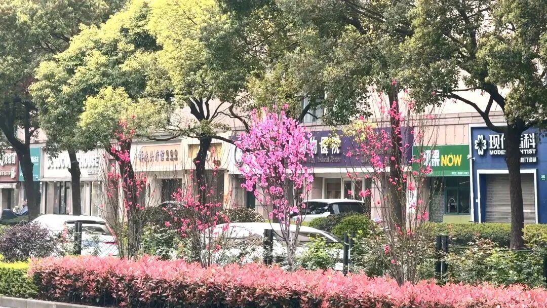 “春日名片”上新，长宁路浪漫升级