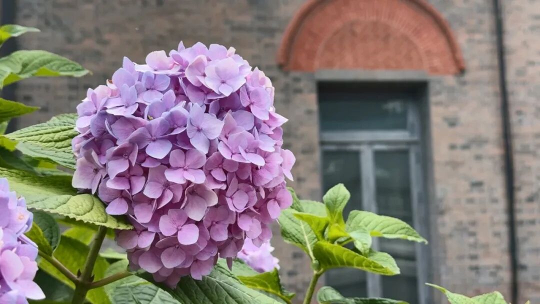 绣球花与百年老建筑浪漫邂逅，每一帧都很出片