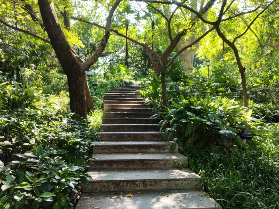 挖到宝！百年中山公园里藏着一座“治愈系”小山