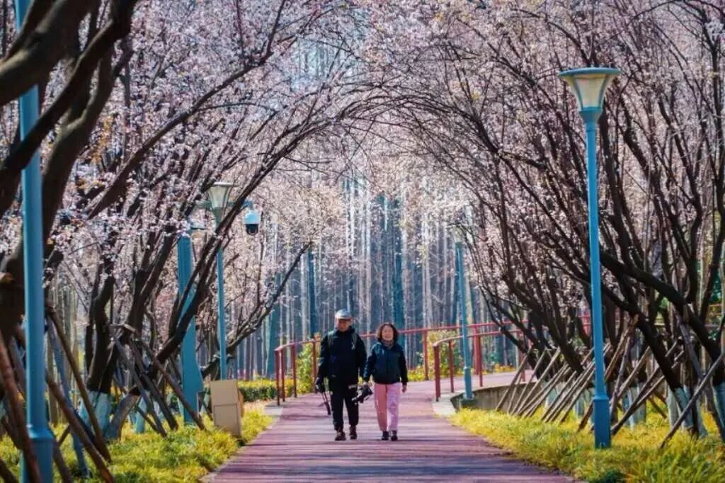 长宁这条“粉色花道”即将盛放！即将进入最佳观赏期