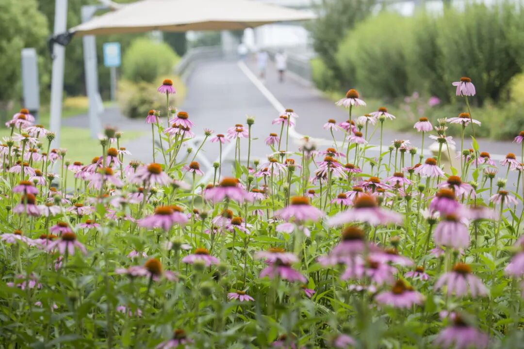 长宁这条绿道，花都开好了