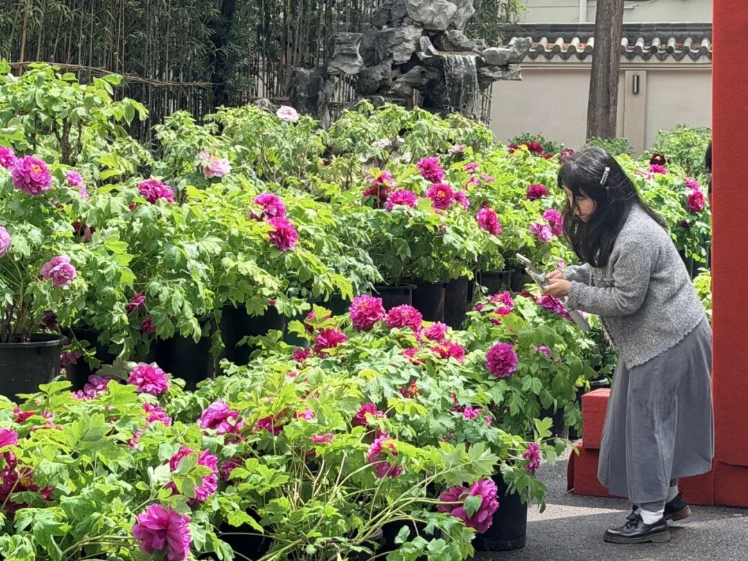 近千株法华牡丹进入最佳观赏期