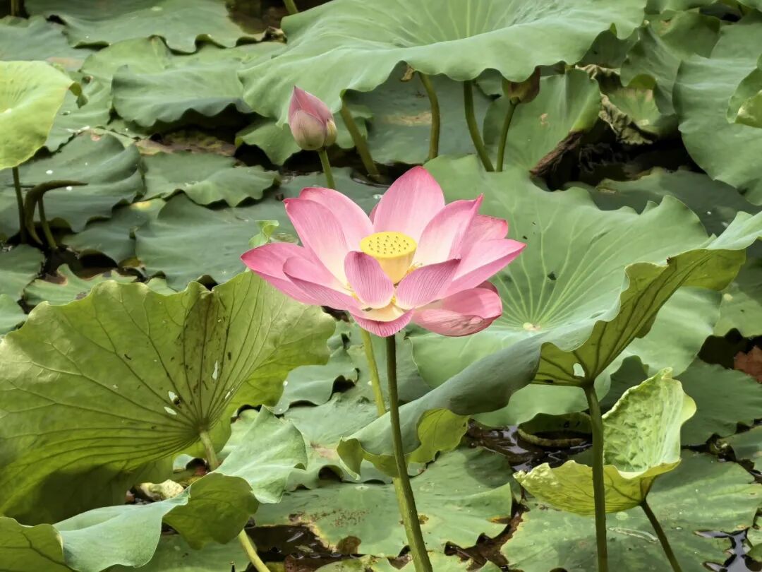 长宁这个小区里藏着一个“小西湖”，荷花即将盛放