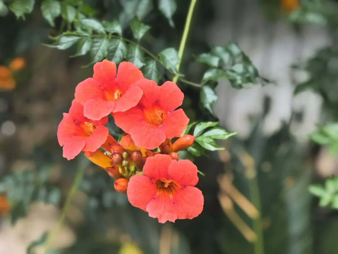 绚烂橙红！长宁凌霄花承包夏天的浪漫