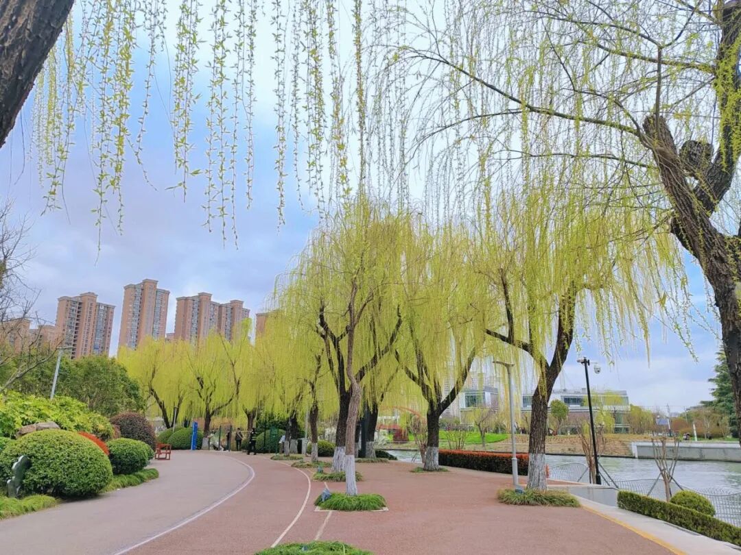 苏州河上的“柳浪闻莺”,来长宁这个河畔公园打卡诗意美景