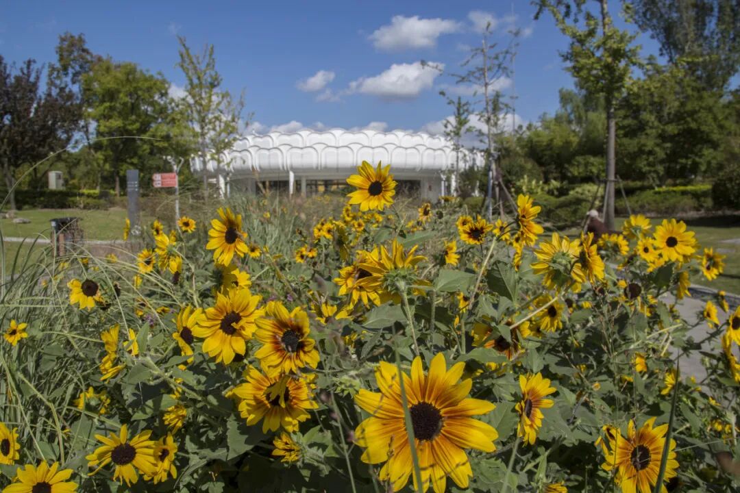 秋冬限定美景上线！快来长宁这个小镇打卡吧