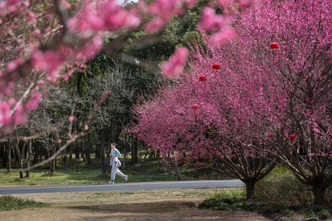 长宁这条6.25公里长的绿道发芽开花