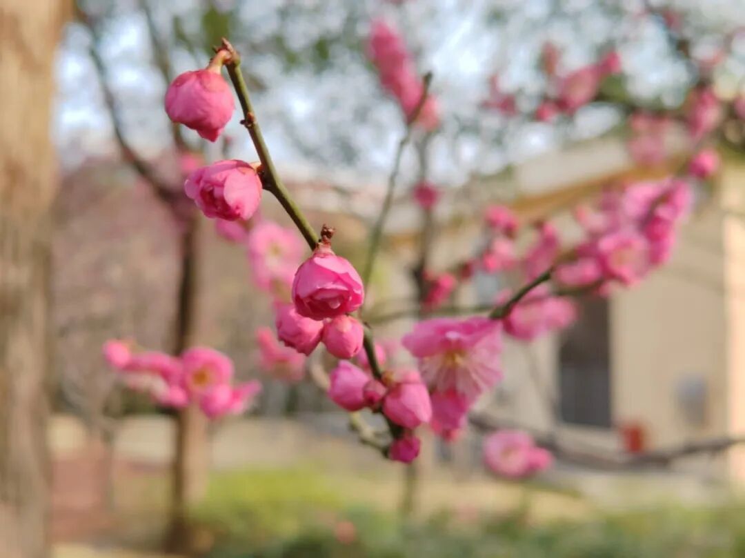 迎新春，赏“梅”景！就在长宁这个一万多平方米的公园里